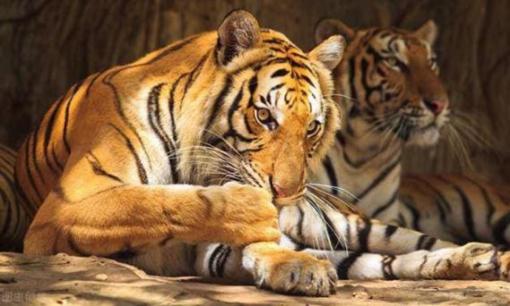 Tại sao con người ăn thịt của động vật ăn cỏ nhiều hơn động vật ăn thịt? Có gì khác biệt?