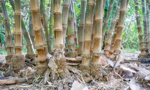 Tại sao Hoa Kỳ cấm trồng tre? Sau khi đọc bài viết này, tôi nhận ra rằng tre còn khủng khiếp hơn chúng ta nghĩ