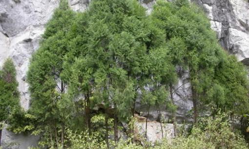 Cây báu vật tại Việt Nam được ví như 'Vương mộc': Thế giới đỏ mắt tìm, một tỉnh lập tức định vị cho 27 cá thể