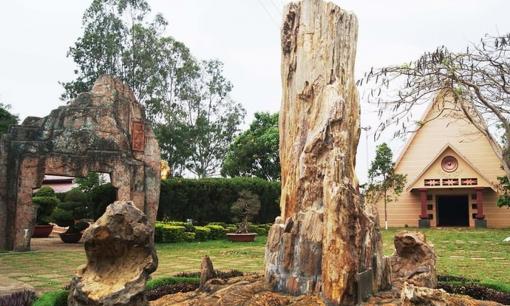 Khúc gỗ quý có niên đại hàng triệu năm tại Việt Nam: Cứng ngang mã não, từng có cây cùng loại được trả hơn 600 tỷ đồng