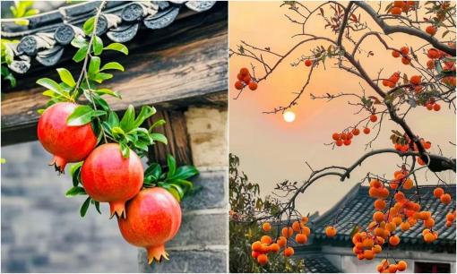 Người xưa nói: 'Phía Đông trồng lựu là vàng, phía Tây trồng hồng là bạc', vì sao? Ngày nay có còn đúng?