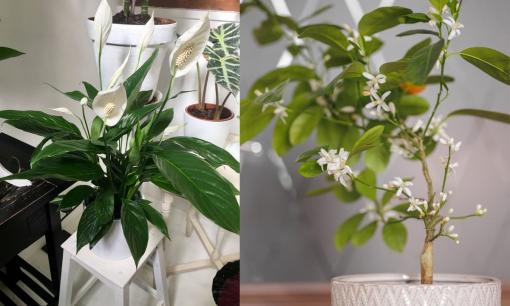 Tổ Tiên răn dạy: Trong nhà có 9 cây này như vòi rồng phun lộc, may mắn, tiền tài tràn về không kịp hốt