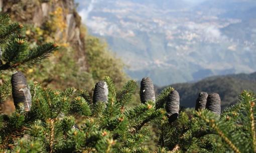 'Báu vật' quý hiếm và độc đáo bậc nhất thế giới chỉ Việt Nam có, nằm ở độ cao trên 2.600m tại đỉnh Fansipan
