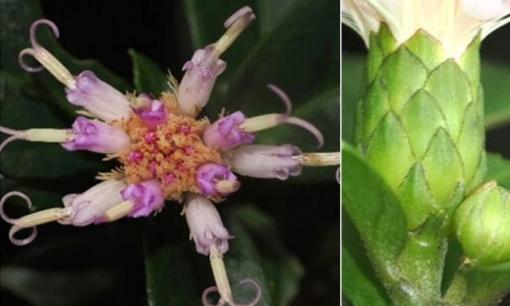 Vừa phát hiện tại Việt Nam loài cây hoàn toàn mới, chưa từng được ghi nhận trên thế giới