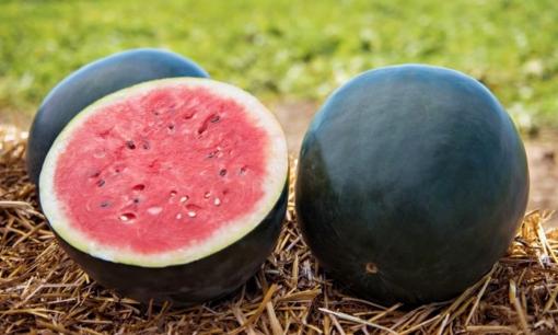 Lộ diện loại dưa hấu giá đắt đỏ 160 triệu đồng/quả, chúng có gì đặc biệt?