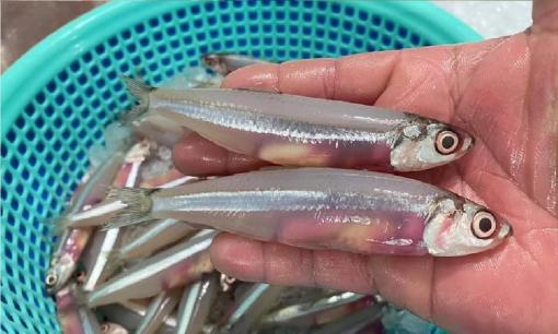 Loài cá có thân trong suốt, to bằng đầu đũa: Canxi 'vượt mặt' cá hồi, xưa rẻ như cho giờ bán gần nửa triệu/kg