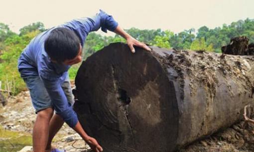 Đào được khúc gỗ quý bán giá 600 triệu đồng tưởng hời, về sau người đàn ông Việt tiếc 'đứt ruột' vì giá trị thực lên tới gần 6 tỷ đồng