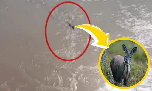 Thấy 'thủy quái' bơi vùn vụt qua sông, chuyên gia khẳng định đây là loài vật quý hiếm tới mức được quốc gia bảo vệ