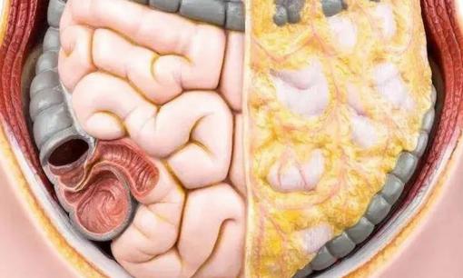 Mỡ nội tạng dư thừa có thể dễ dàng dẫn đến ba căn bệnh nghiêm trọng! Ăn bốn loại thực phẩm tiêu diệt mỡ nội tạng này để giảm mỡ nhanh hơn