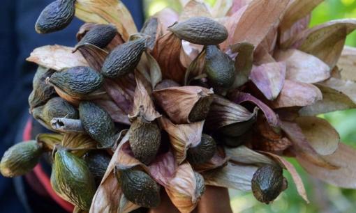 Loại quả 'hiếm có khó tìm': 4 năm mới chín, người dân nhặt về bán kiếm bộn tiền, 500.000 đồng mỗi kg