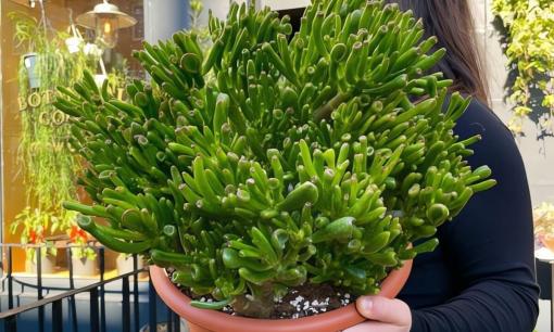 Cây cảnh được cho tốt hơn 10 chậu trầu bà, lá được ví như Tỳ Hưu hút tiền, thân trữ của, tuổi thọ lên đến 100 năm