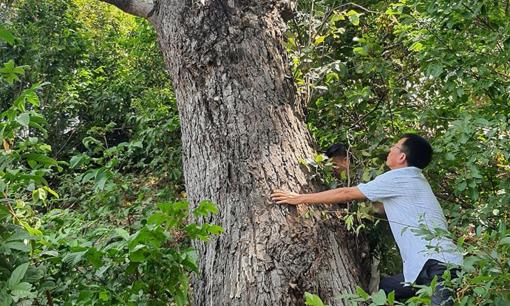Loài cây quý hiếm bậc nhất thế giới, chỉ duy nhất Việt Nam có: Số lượng còn lại rất ít