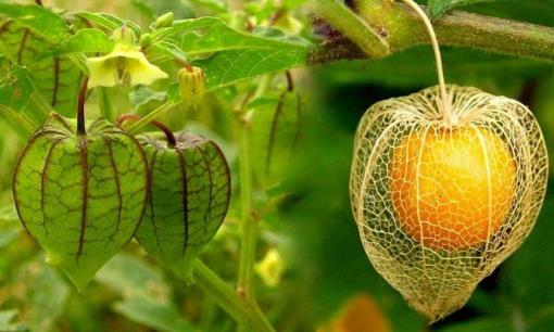 Việt Nam có thứ quả mọc dại là thảo dược quý của thế giới, được bán với giá gần 1 triệu đồng/kg tại siêu cường châu Á