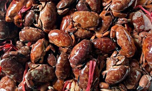 Loại hải sản nghe tên rất lạ, xưa không ai ngó ngàng nay thành đặc sản gây sốt chốn thành thị, ngon hơn ghẹ rẻ hơn cua, giá chỉ 250.000 đồng/kg