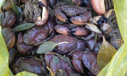 Nuôi loại đặc sản bị cấm đánh bắt, anh nông dân 8x ở Quảng Trị thu nửa tỷ sau hai vụ