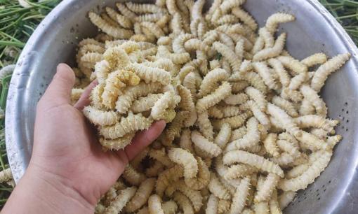 Việt Nam có 3 món đặc sản 'ngọ nguậy' khiến du khách nước ngoài 'khóc thét', người Việt lại mê tít