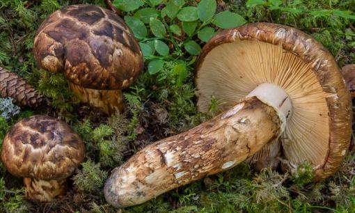 Thứ 'đắt hơn vàng' được cả thế giới săn lùng mà chỉ Việt Nam mới có: Giá 45 triệu/kg, cực quý hiếm và không thể trồng công nghiệp