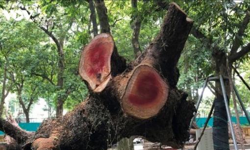 Từng dùng để nhóm bếp hoặc làm chuồng lợn, nay bán 2 cây gỗ này đủ tiền mua cả chục căn chung cư