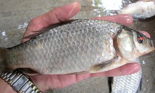 3 loại cá nước ngọt 'đại bổ': Ăn đều phòng đủ thứ bệnh, giá lại rẻ bèo