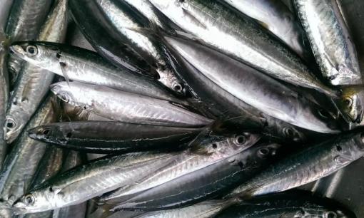 Loại cá quen thuộc, chợ Việt bán rẻ bèo nhưng được đánh giá 'tốt không kém cá hồi'