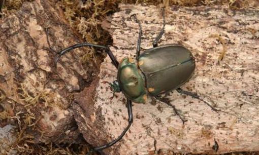 Loài côn trùng giá hơn 3 tỷ đồng, quý hiếm bậc nhất thế giới, đó là?