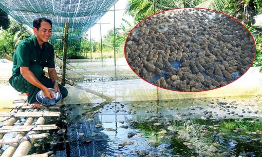 Nông dân Cần Thơ đem thả 2 con vật dày đặc trong ao, cuối năm bỏ túi 225 triệu đồng mà nhàn tênh