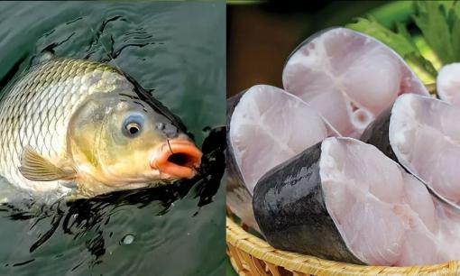 Khi ăn cá vào mùa thu, hãy hạn chế ăn cá trắm cỏ và cá trắm hoa! Nên ăn nhiều 3 loại cá này, béo ngậy không ngán, giá lại rẻ