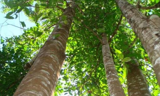 Loại cây có '1-0-2' tại Việt Nam có thể tạo ra báu vật trị giá hàng tỷ đồng