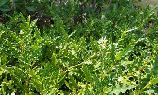 Loại cây cổ xưa tại Việt Nam: Vừa là dược liệu, vừa là thực phẩm, toàn thân là ‘vàng’, càng hái càng ra tiền