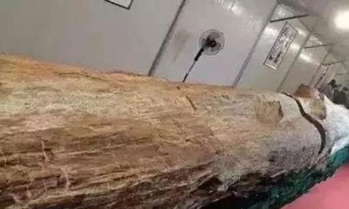 Khúc gỗ 'báu vật' trị giá gần 700 tỷ được phát hiện, cảnh sát lập tức phong tỏa hiện trường, Việt Nam cũng có loại gỗ này