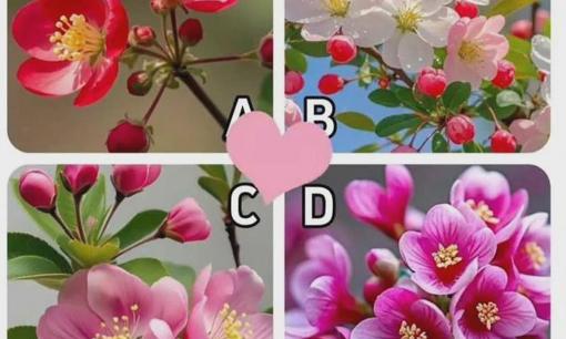 Trắc nghiệm tâm lý: Nửa sau cuộc đời bạn sẽ đắng cay hay ngọt ngào? Một bức ảnh hoa táo gai có thể tiết lộ điều đó