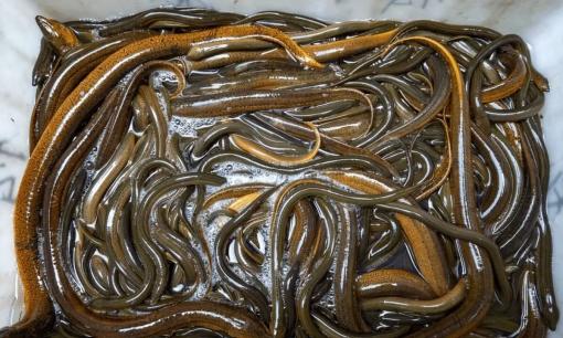 4 thực phẩm quen thuộc này là nơi ẩn náu ưa thích của ký sinh trùng, đun nước sôi chưa chắc đã diệt hết, hãy cẩn thận!