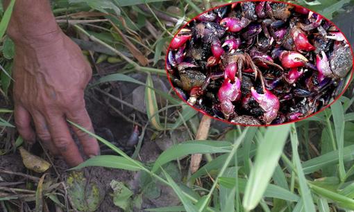 Xuyên đêm săn loài giáp xác đặc sản ở Cà Mau, tên nghe mắc cười, bán đắt như tôm tươi