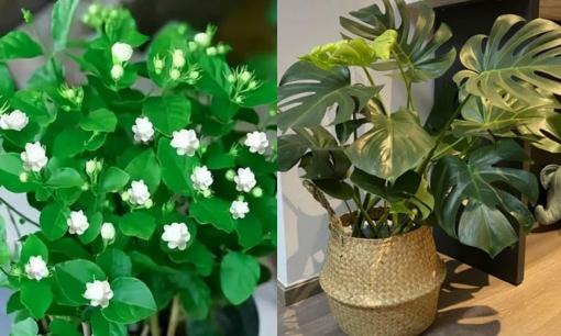 Những loại cây trồng trong nhà dễ chăm, dễ sống, xanh tốt quanh năm, giúp tinh thần tỉnh táo và thanh lọc không khí