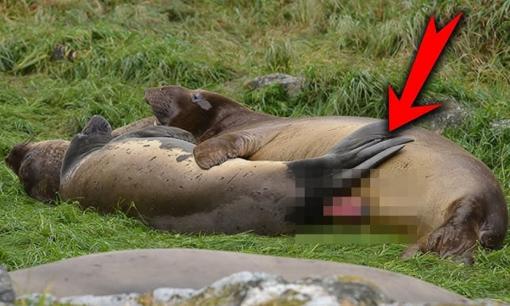 Loài động vật 'giao phối' khủng khiếp nhất thế giới: Liên tục trong 70 ngày không nghỉ