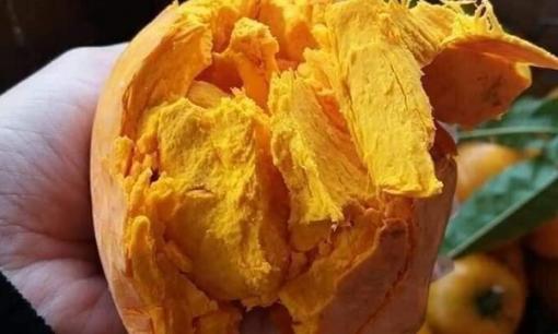 Loại quả là 'kho dinh dưỡng' ở Việt Nam trước chín rụng đầy gốc không ai ăn nay hóa đặc sản, sang trời Tây giá gần 2 triệu/kg