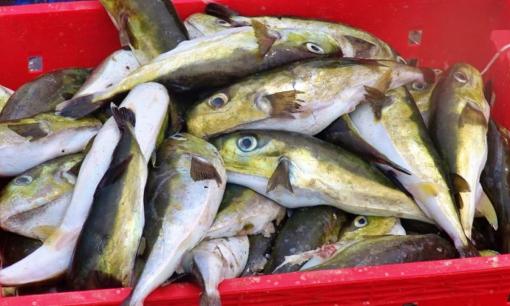 Loài cá độc gấp 275 lần xyanua, ăn 0,5mg cũng gây tử vong: Thấy nhớ tránh xa!