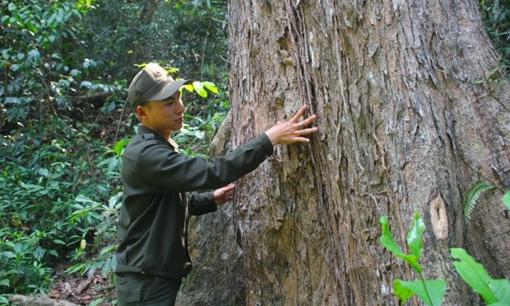 Loại gỗ siêu quý hiếm ở Việt Nam bị cấm khai thác, 800 năm mới có thể thu hoạch, giá đắt ngang kim cương