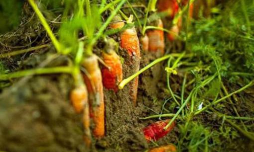 Loại củ chứa nhiều vi nhựa nhất, nhiều người Việt vẫn đang ăn mỗi ngày