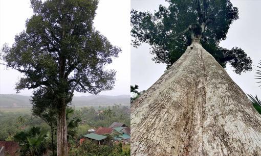Hai cây gỗ quý hàng trăm năm tuổi ở Việt Nam, được coi như 'báu vật', thương lái trả 100 tỷ vẫn nhất quyết không bán