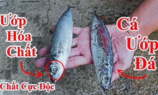 Cá ướp hàn the, urê độc hơn 'thuốc độc', thấy 6 dấu hiệu này có rẻ đến mấy cũng đừng dại mua về ăn