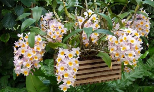 5 loại cây được giới nhà giàu ưa chuộng: Vừa đẹp không gian sống vừa là 'nam châm hút tài lộc' khổng lồ