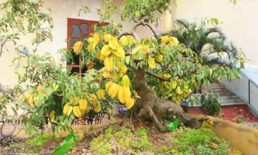 Tại sao năm 2025 thích hợp trồng cây khế? Lời giải khiến nhiều người đổ xô tìm mua giống cây này về trồng trước Tết