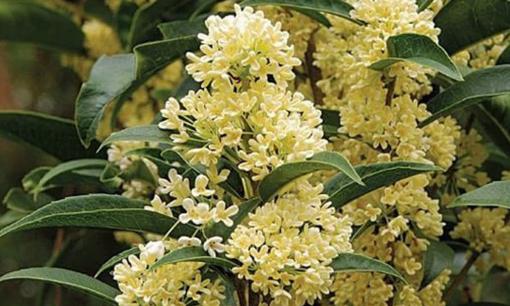 Loài cây hiếm có hợp cả 5 mệnh, được lòng Quý Nhân: Trồng một gốc tài lộc vượng ba đời!