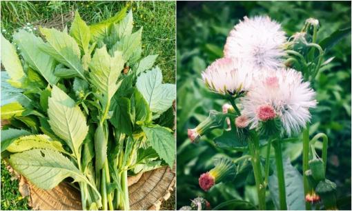 Loại rau nghe tên như sắp bay vào vũ trụ, xưa là loài cỏ dại, ai cũng ngó lơ, nay thành đặc sản, chị em thi nhau lùng mua vì ngon, bổ, rẻ