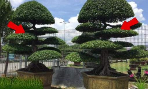 Tại sao trồng cây sanh trước nhà nên trồng 2 cây, tránh trồng 1? Hóa ra là vì điều này