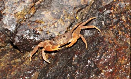 Phát hiện “kho báu sống” dưới khe đá Núi Bà Đen, trên thế giới chưa từng biết đến