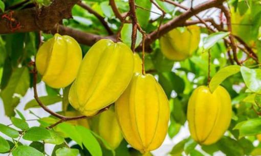 Tổ tiên dặn dò: Có nên trồng cây khế trước nhà không? Mệnh nào nên trồng?