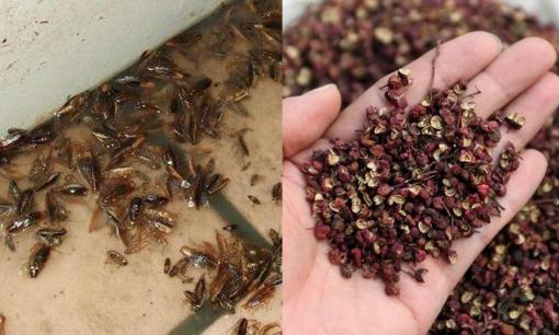 Một nắm hạt tiêu và 3 tép tỏi có thể 'giết' gián chỉ trong một lần, với hiệu quả tức thì