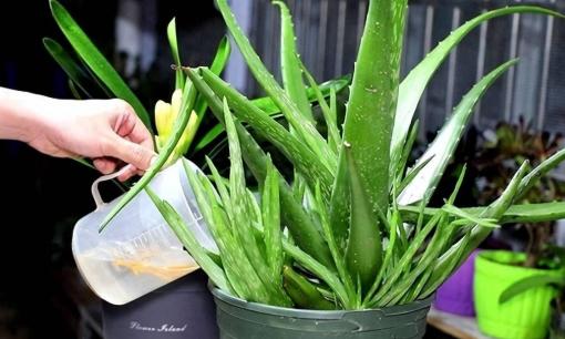 3 điều cần “kiêng kỵ” khi chăm cây nha đam để chồi mới nhiều và khỏe, lá mập và chậu hoa tươi tốt